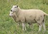 Focar de Pestă la ovine în România, la o fermă din Mureș. Restricții la exporturile de animale