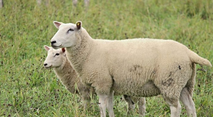Focar de Pestă la ovine în România, la o fermă din Mureș. Restricții la exporturile de animale