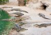 Un copil de 3 ani este în stare critică după ce a ajuns în țarcul crocodililor la o grădină zoologică din Anglia