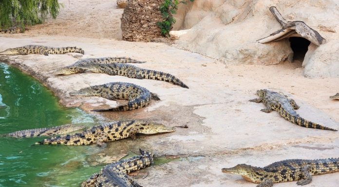 Un copil de 3 ani este în stare critică după ce a ajuns în țarcul crocodililor la o grădină zoologică din Anglia