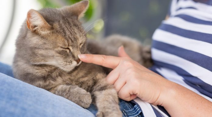 Psihologii spun că persoanele care mângâie pisicile au aceste trăsături de personalitate