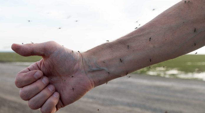 Google propune un experiment biologic. Vrea să elibereze zeci de milioane de țânțari purtători de boli, în SUA