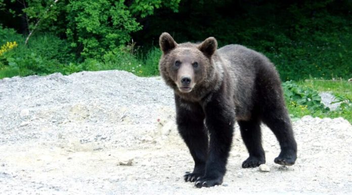 Al doilea urs semnalat în județul Sibiu în mai puțin de 24 de ore. A fost emis mesaj RO-Alert