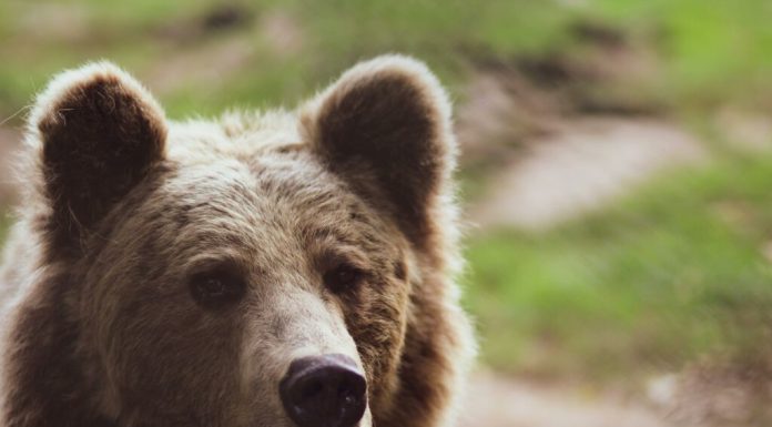 Urs într-o localitate din Hunedoara. A fost emis un mesaj RO-Alert