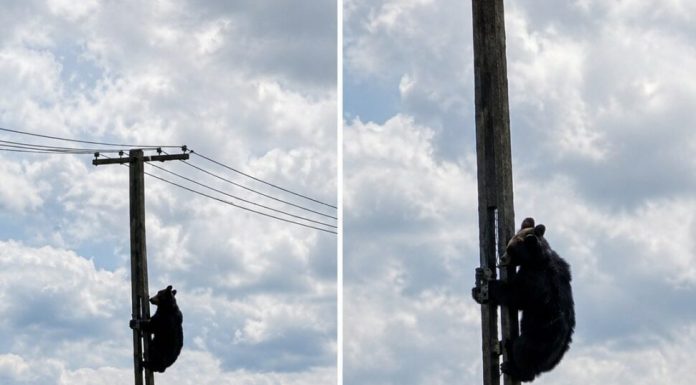 Urs cocoțat pe un stâlp de electricitate în Brașov