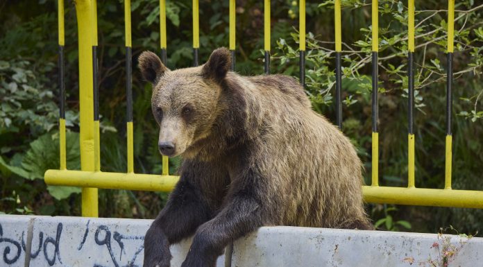 Bilanțul turiștilor răniți de urși pe Transfăgărășan în mai puțin de trei săptămâni. O singură amendă s-a aplicat