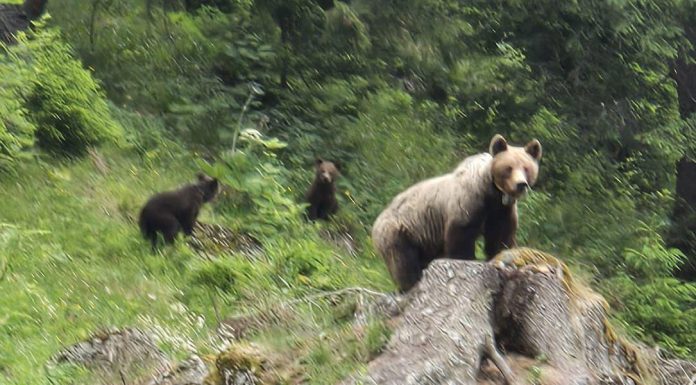 Ursoaică cu doi pui, văzută pe o stradă din Vulcan / A fost transmis mesaj RO-Alert