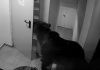 Un urs de 400 de kg a fost împușcat în Poiana Brașov, după a fost relocat și s-a întors