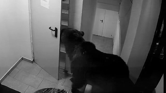 Un urs de 400 de kg a fost împușcat în Poiana Brașov, după a fost relocat și s-a întors