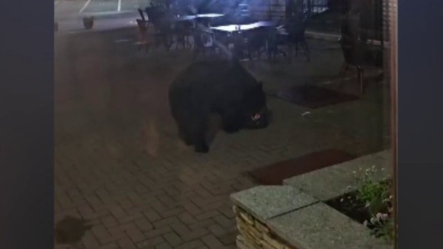 Un urs și-a făcut apariția pe terasa unui hotel de pe Transfăgărășan. Angajații au încercat în zadar să-l alunge