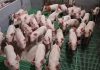 Alertă maximă în 7 localități după apariția unui focar de pestă porcină africană lângă graniță. Ce măsuri urgente s-au impus