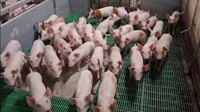 Alertă maximă în 7 localități după apariția unui focar de pestă porcină africană lângă graniță. Ce măsuri urgente s-au impus
