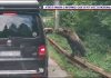 Trei străini mușcați de urs pe Transfăgărășan, în aceeași zi și în același loc. Vor plăti o amendă uriașă pentru acel selfie