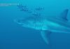 Imagini rare cu un rechin alb de 4 metri, filmat în premieră între coastele Tunisiei şi Siciliei în Mediterană