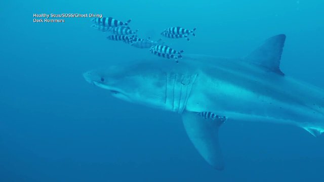 Imagini rare cu un rechin alb de 4 metri, filmat în premieră între coastele Tunisiei şi Siciliei în Mediterană