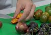 UE simplifică aprobările pentru plantele create prin editare genetică. În prezent, se cultivă un singur soi modificat genetic