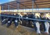 Probleme pe piața laptelul: România cere la Comisia Europeană mobilizarea rezervei agricole pentru sprijinirea fermierilor din sector