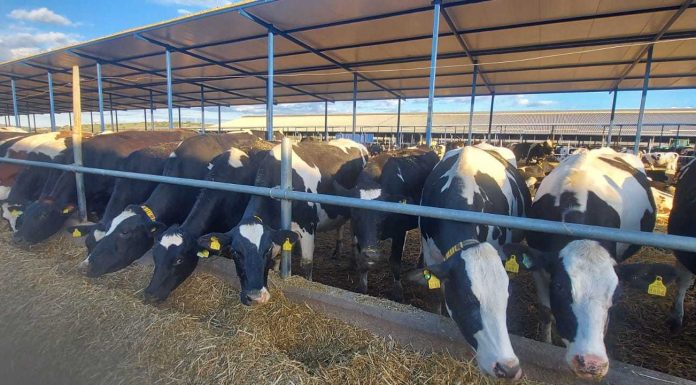 Probleme pe piața laptelul: România cere la Comisia Europeană mobilizarea rezervei agricole pentru sprijinirea fermierilor din sector