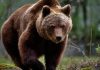 Patru mesaje RO-Alert semnalând prezenţa urşilor, în mai puţin de 12 ore, în judeţul Harghita, inclusiv în Miercurea Ciuc