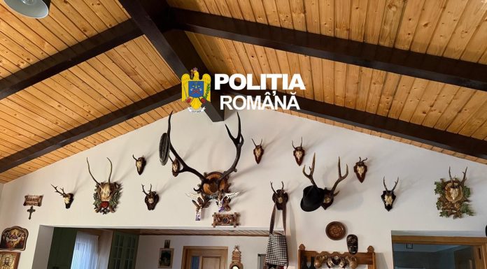 Suceava: 38 de percheziţii într-un dosar de braconaj cinegetic şi nerespectarea regimului armelor / Au fost găsite 11 arme, peste 700 de cartuşe şi trofee de vânătoare / Cinci persoane au fost reţinute în acest caz – FOTO
