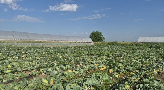 Producție mare de varză, cumpărători lipsă. Cultura de varză timpurie, abandonată pe câmp