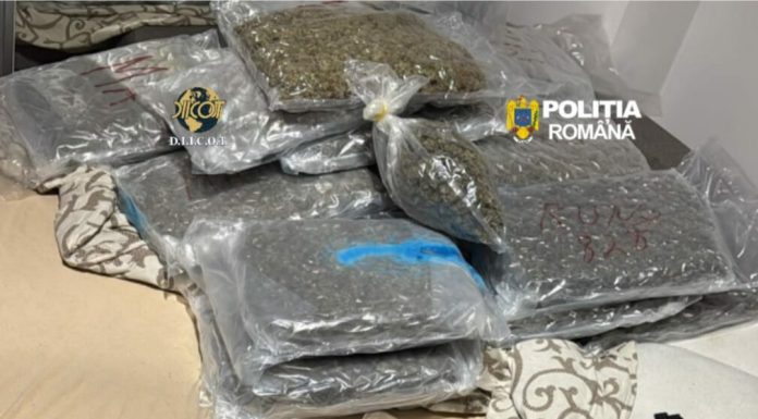 Zeci de kilograme de canabis, descoperite într-o locuință din Cluj-Napoca