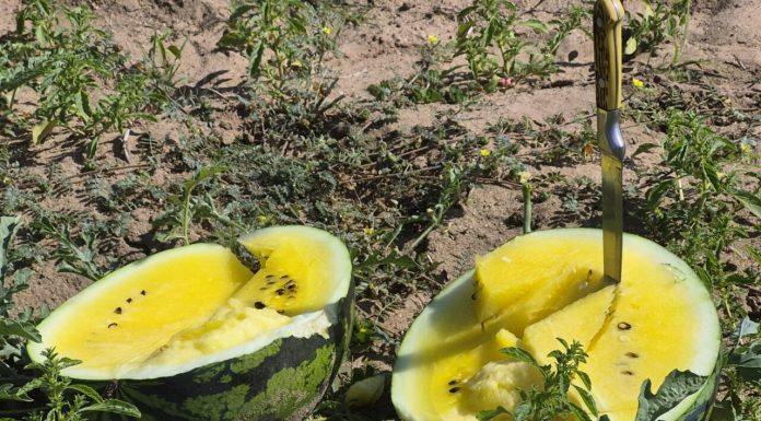 Pepenii cu miez galben din Sahara Olteniei sunt fructele-vedetă ale verii